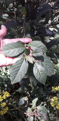 Solanum cornifolium
