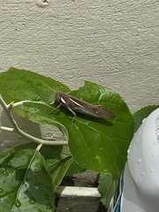 Schistocerca flavofasciata