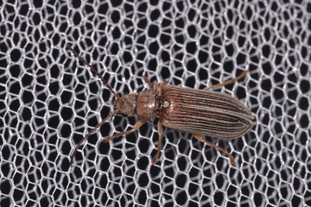 Notodascillus sublineatus