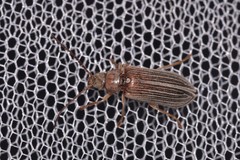 Notodascillus sublineatus