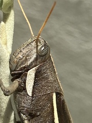 Schistocerca flavofasciata