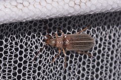 Notodascillus sublineatus