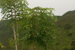 Radermachera sinica