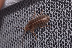 Notodascillus sublineatus