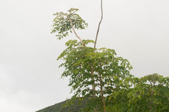Radermachera sinica