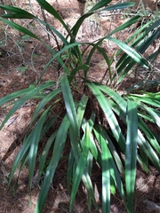 Arpophyllum giganteum