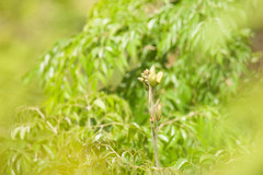 Radermachera sinica