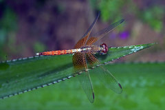 Neurothemis intermedia