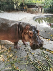 Hippopotamidae