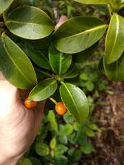 Psychotria mariniana