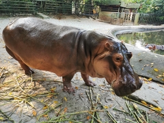 Hippopotamidae