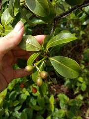 Psychotria mariniana