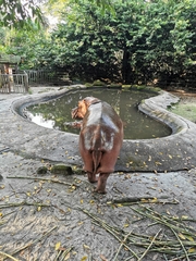 Hippopotamidae