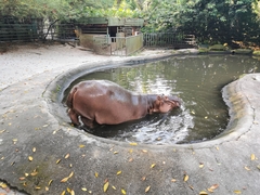 Hippopotamidae