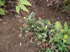 Pterolepis glomerata