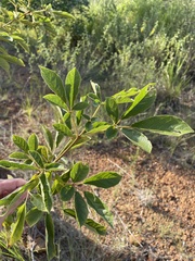 Handroanthus chrysotrichus