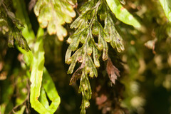 Hymenophyllum lanceolatum
