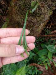 Psilotum complanatum