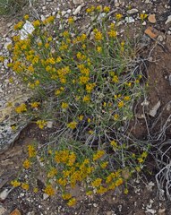 Chrysothamnus greenei