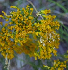 Chrysothamnus greenei