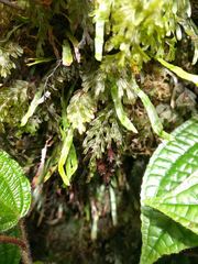 Hymenophyllum lanceolatum