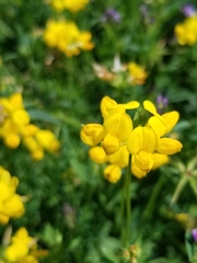 Lotus corniculatus