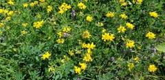 Lotus corniculatus