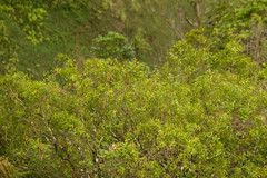 Metrosideros tremuloides