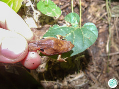 Physalaemus signifer