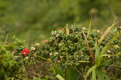 Metrosideros rugosa