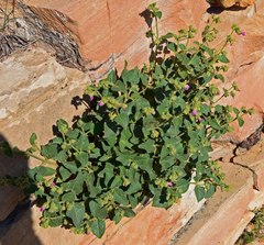 Mirabilis oxybaphoides