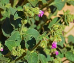 Mirabilis oxybaphoides