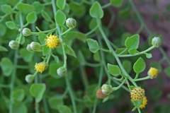 Perityle congesta