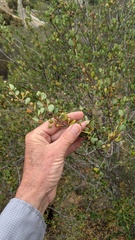 Ceanothus verrucosus