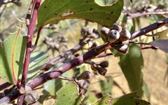 Eucalyptus sieberi