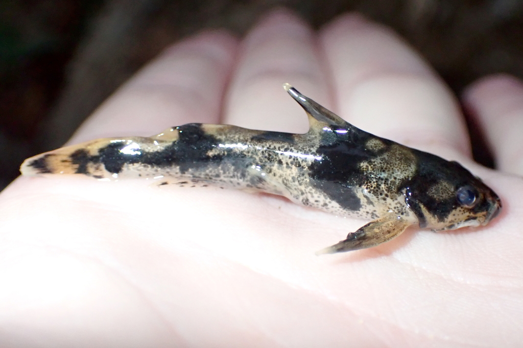 Piebald Madtom