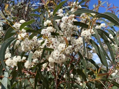 Eucalyptus sieberi