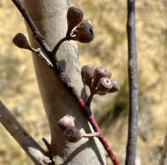 Eucalyptus sieberi