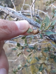 Andricus reticulatus