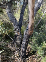 Eucalyptus sieberi