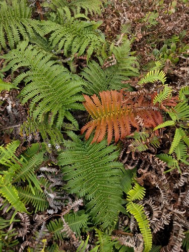 Sadleria pallida