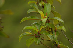 Perrottetia sandwicensis