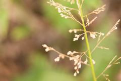 Isachne distichophylla