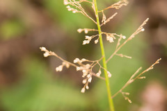 Isachne distichophylla