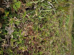 Isachne distichophylla