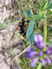 Polistes dominula