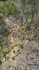 Ceanothus verrucosus