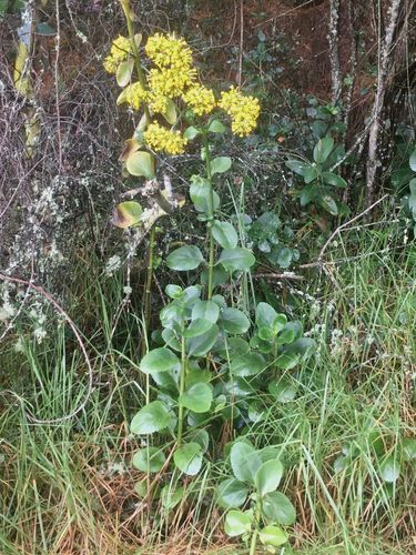 Image of Kalanchoe densiflora by (c) Jonathan Candil Méndez, some rights reserved (CC BY)