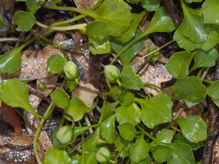 Viola cleistogamoides