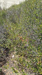 Ceanothus verrucosus